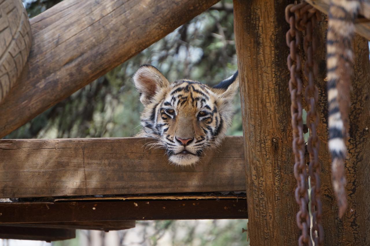 Boskoppie Lion & Tiger Reserve Kroonstad Esterno foto
