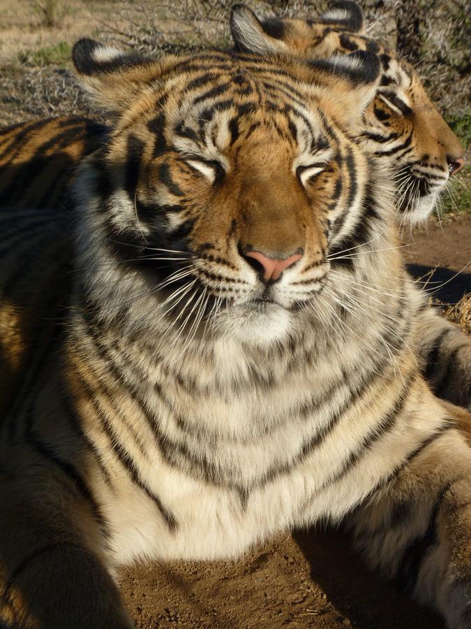 Boskoppie Lion & Tiger Reserve Kroonstad Esterno foto
