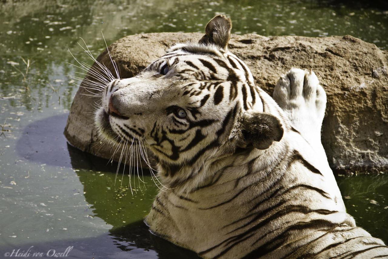 Boskoppie Lion & Tiger Reserve Kroonstad Esterno foto