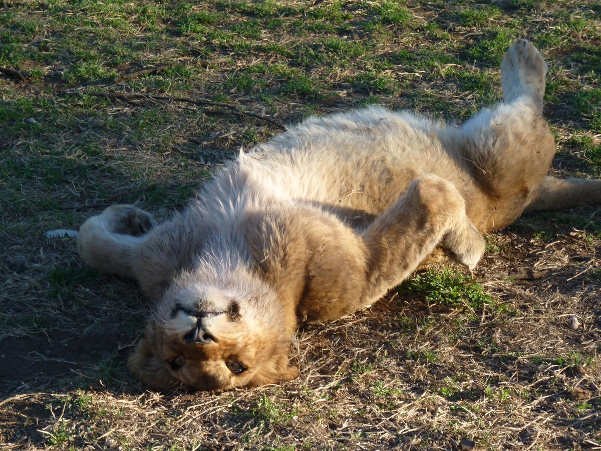 Boskoppie Lion & Tiger Reserve Kroonstad Esterno foto