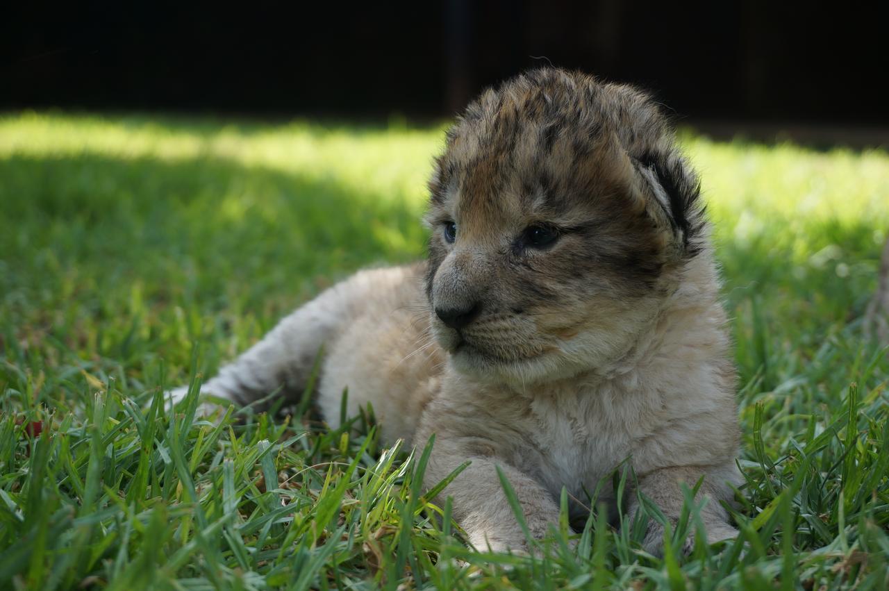 Boskoppie Lion & Tiger Reserve Kroonstad Esterno foto