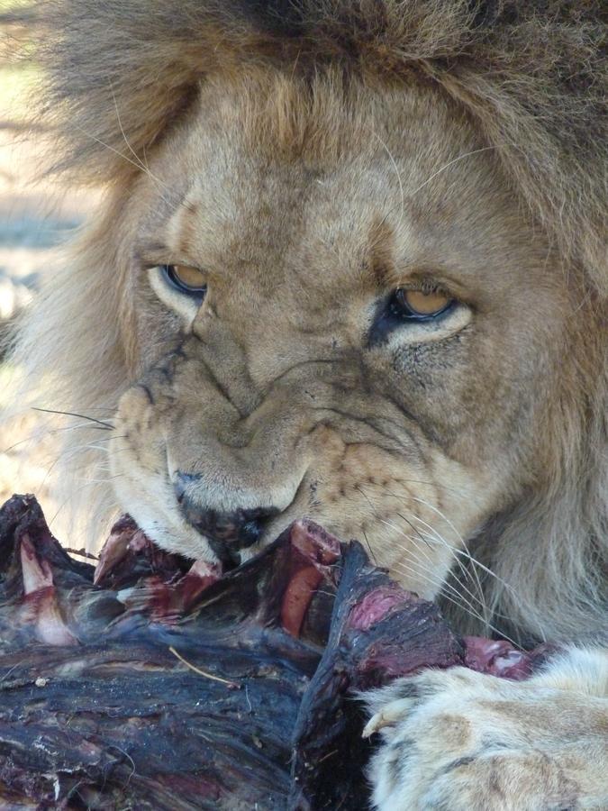 Boskoppie Lion & Tiger Reserve Kroonstad Esterno foto