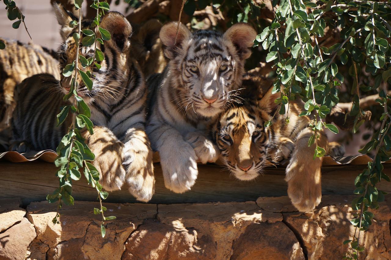 Boskoppie Lion & Tiger Reserve Kroonstad Esterno foto