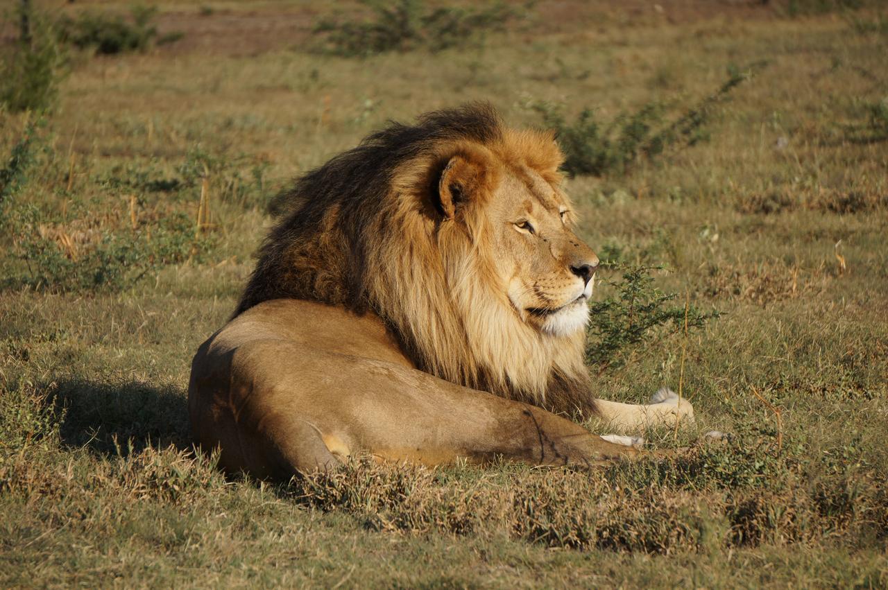 Boskoppie Lion & Tiger Reserve Kroonstad Esterno foto